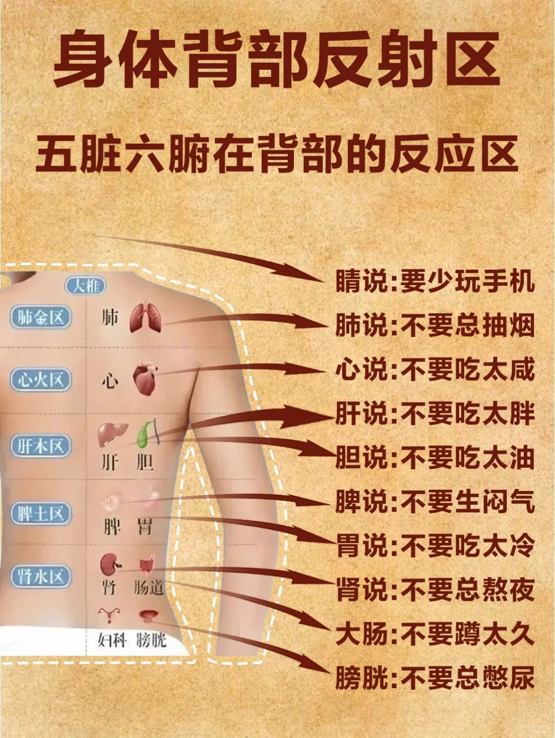 ﻿ ﻿背部反射区图解
背部反射区在