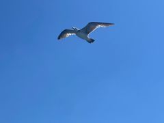 -渔公码头海货全海鲜自助(海滨旅游路店)