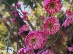 -苏州文庙(姑苏区)