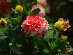 -铁山坪森林公园