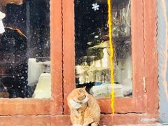 -Sirena海妖日咖夜酒