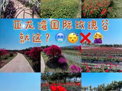 -亚龙湾国际玫瑰谷