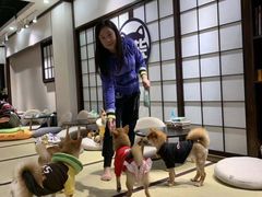 -逗柴咖啡屋·狗咖猫咖宠物桌游