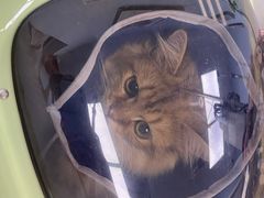 -纳吉亚猫专科动物诊疗中心(蒋宅口分院)