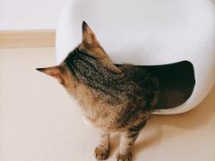 -猫在这儿猫咪咖啡馆·撸猫馆