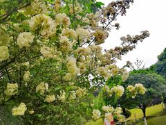 -铁山坪森林公园