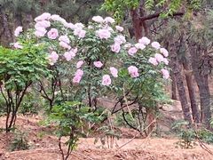 -北京西山国家森林公园