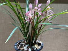 -北京植物园-展览温室