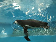 -帝企鹅自助餐厅•儿童岛•真企鹅(长隆企鹅酒店)