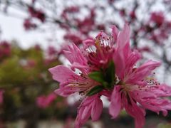 -南汇桃花村