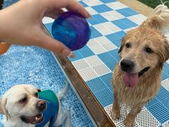 -爪吧宠物乐园 (温榆河示范区店)