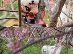 -天适樱花悠乐园