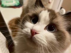 -猫十亿·布偶金渐层·曼基康矮脚猫舍(青年路店)