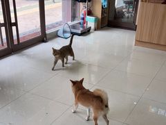 -瑞鹏宠物医院·夜间急症·心超·猫科(祖庙分店)