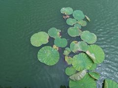 -天津东丽湖风景区
