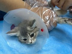 -中农国际动物医院24小时·猫科·骨科·急重症中心