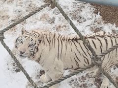 -西霞口神雕山野生动物世界