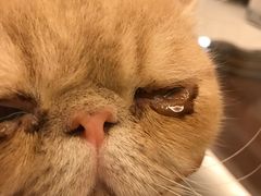 -爱侣宠医·鹦鹉专科·小型哺乳类·异宠专科(灵石路店)