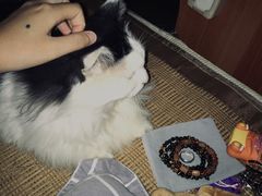 -彩虹桥宠物火化殡葬善终服务(金乐大厦店)