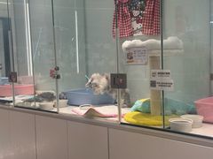 -babydoll猫舍·米努特·德文·缅因(久光中心店)