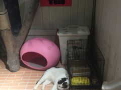 -猫咪博物馆(顶澳仔猫街店)