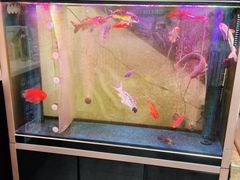 -老杨头烧烤(博烤堂店)