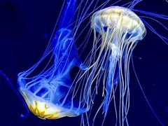-珠海长隆海洋王国