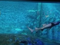 -大连圣亚海洋世界
