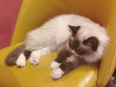 -猫色咖啡·猫咖