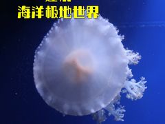 -蓬莱欧乐堡海洋极地世界