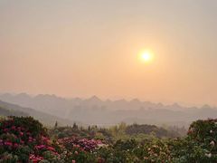 -贵州百里杜鹃风景名胜区