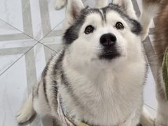 -星多哈·狗咖·拼豆·咖啡