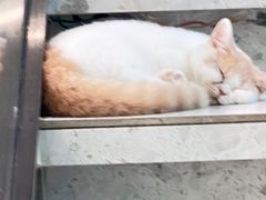 -飞行喵MR PILOT|猫舍·猫咖(静安大融城店)