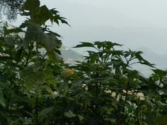 -汤锅大王(新平曹苏黄牛汤锅有限公司)