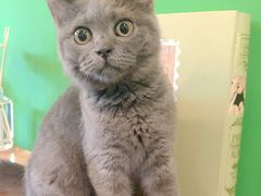 -李小姐の猫咖啡馆(五角场店)