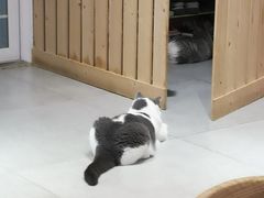 -Heymao猫咖.咖啡厅(东门店)