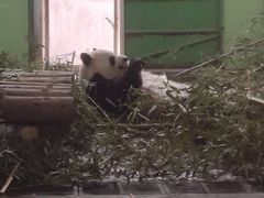 -石家庄市动物园