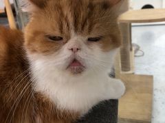 -喵园·猫主题咖啡厅·撸猫·猫咖(国贸店)