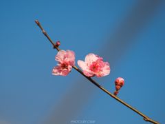 -北京鹫峰国家森林公园