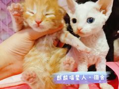 -70cat德文卷毛猫·缅因猫纯种猫舍