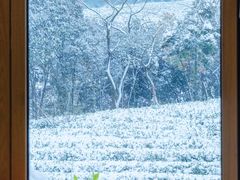 -白茶原·一片叶子