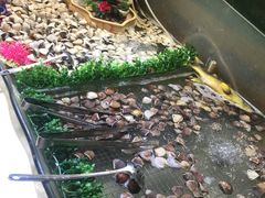 -银鲨海鲜烤肉火锅自助餐厅(五星店)