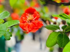 -成都市文殊院