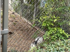 -合肥野生动物园