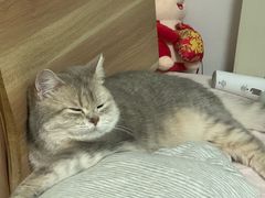 -美联众合宠物医院·爱萌分院·内外科·猫科中心