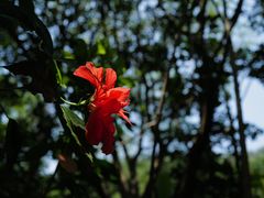 -深圳市中科院仙湖植物园