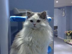 -喵的天空名猫咖啡馆·撸猫·猫舍·用品