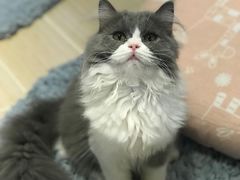 -momokira米努特·德文卷毛猫·棉花面纱犬
