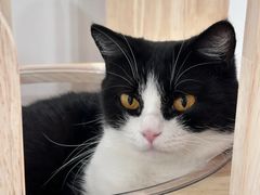 -有喵·猫咖·狗咖·30几只猫10只小狗(岗厦店)