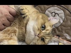 -御宝贝·A梦猫科宠物医院(国际猫友好医院)
